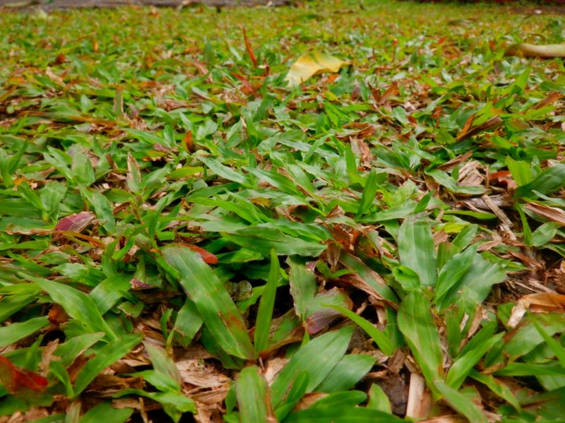 Bermuda Grass Installation