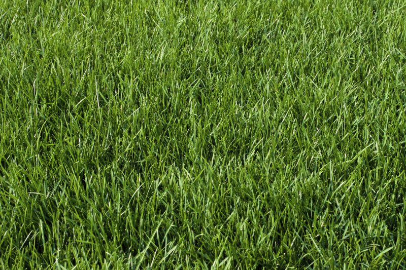 Bluegrass Sod Installation