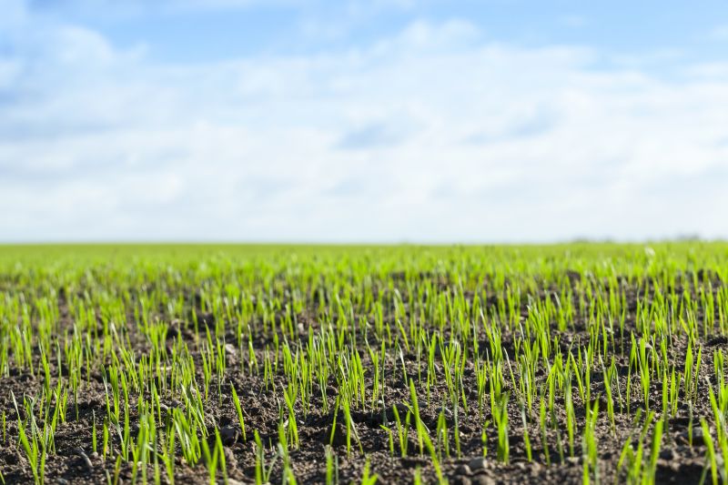 New Grass Installation