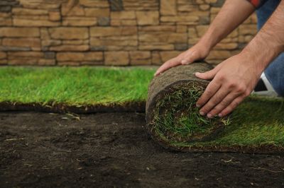 Healthy Sod Lawn