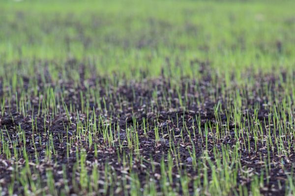 Grass Establishment