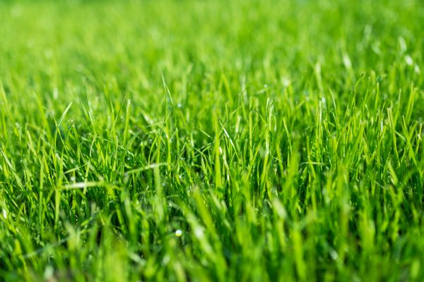 Turf Establishment