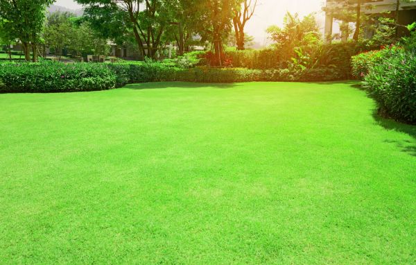 Turf Repair