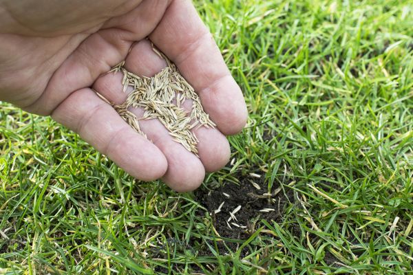 Grass Planting