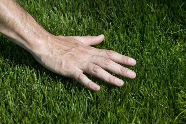Bermuda Grass Installation