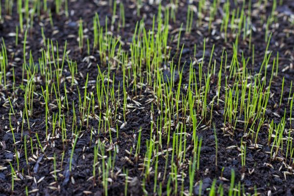 Yard Reseeding