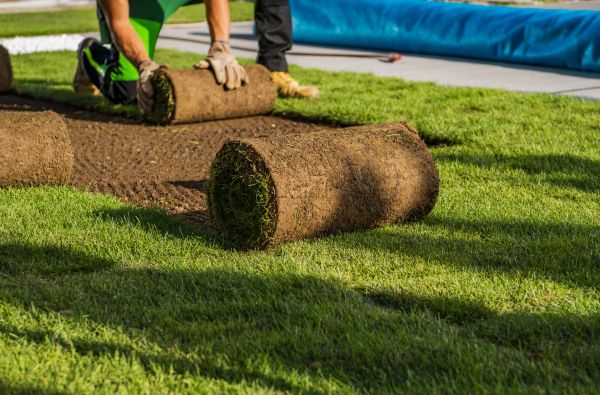 Zoysia Sod Installation