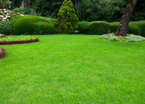 Grass Renovation