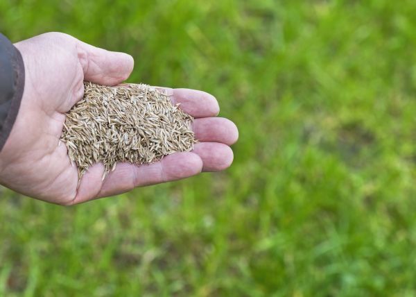Zoysia Lawn Seeding