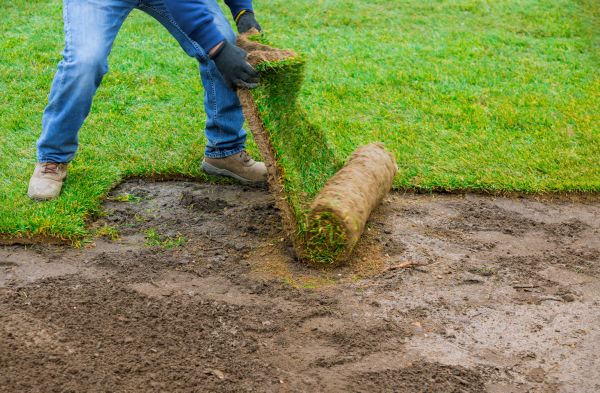 Zoysia Lawn Replacement