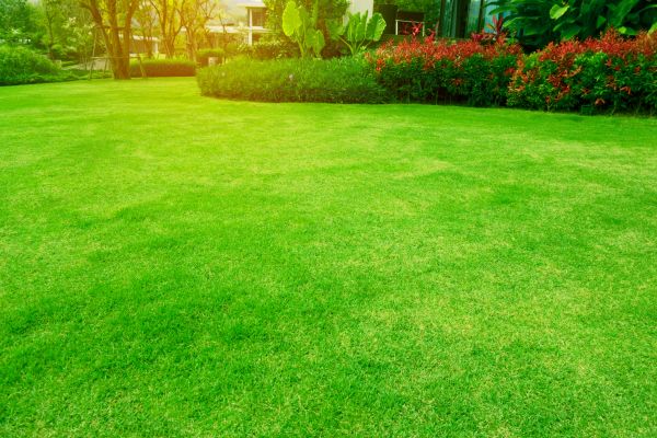 Yard Grass Installation Service