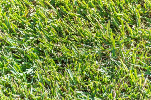 Centipede Grass Installation in Alpharetta