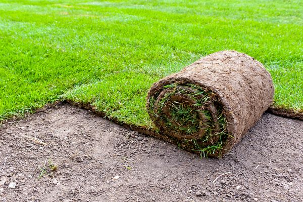 Fescue Sod Laying