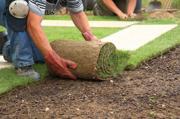 Fescue Grass Installation