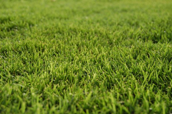 Bermuda Grass Replacement