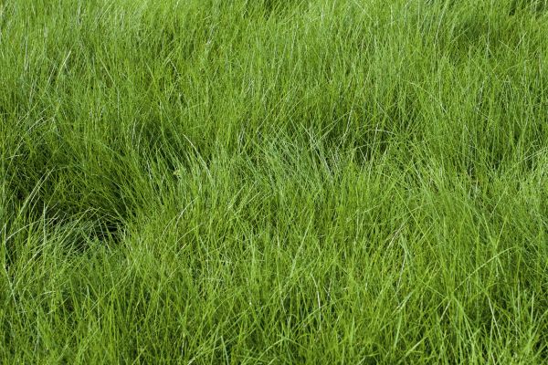 Bentgrass Sod Installation Service