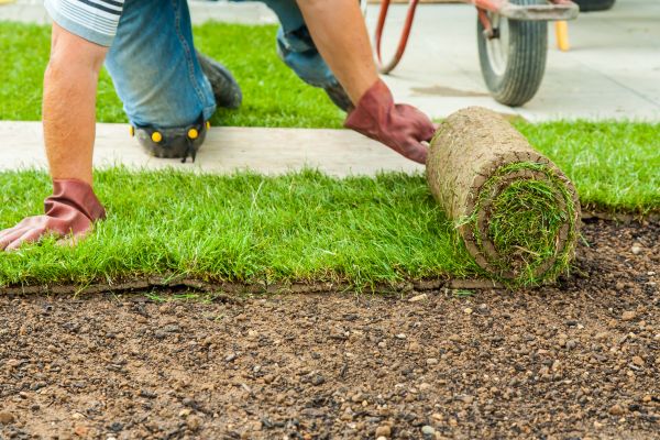 Bahia Sod Replacement