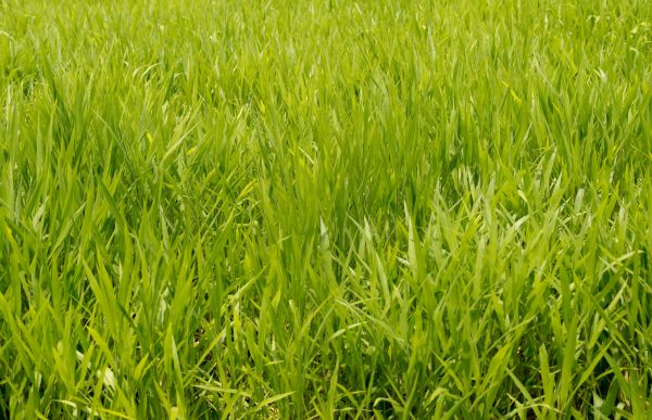 Ryegrass Sodding