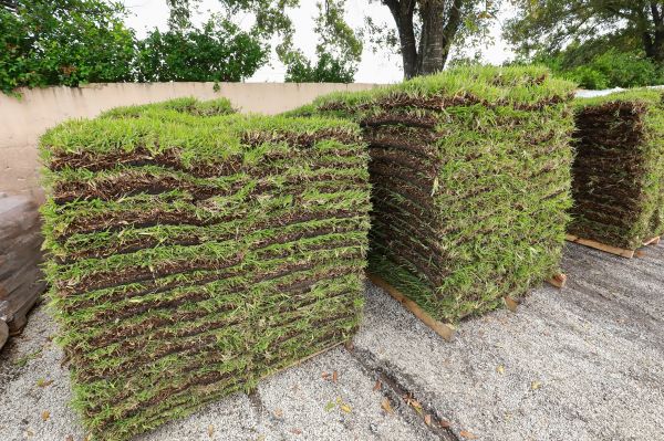 St Augustine Sod Laying